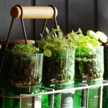 HydroHerbs_WfFourStore-1024sq-DSC00749