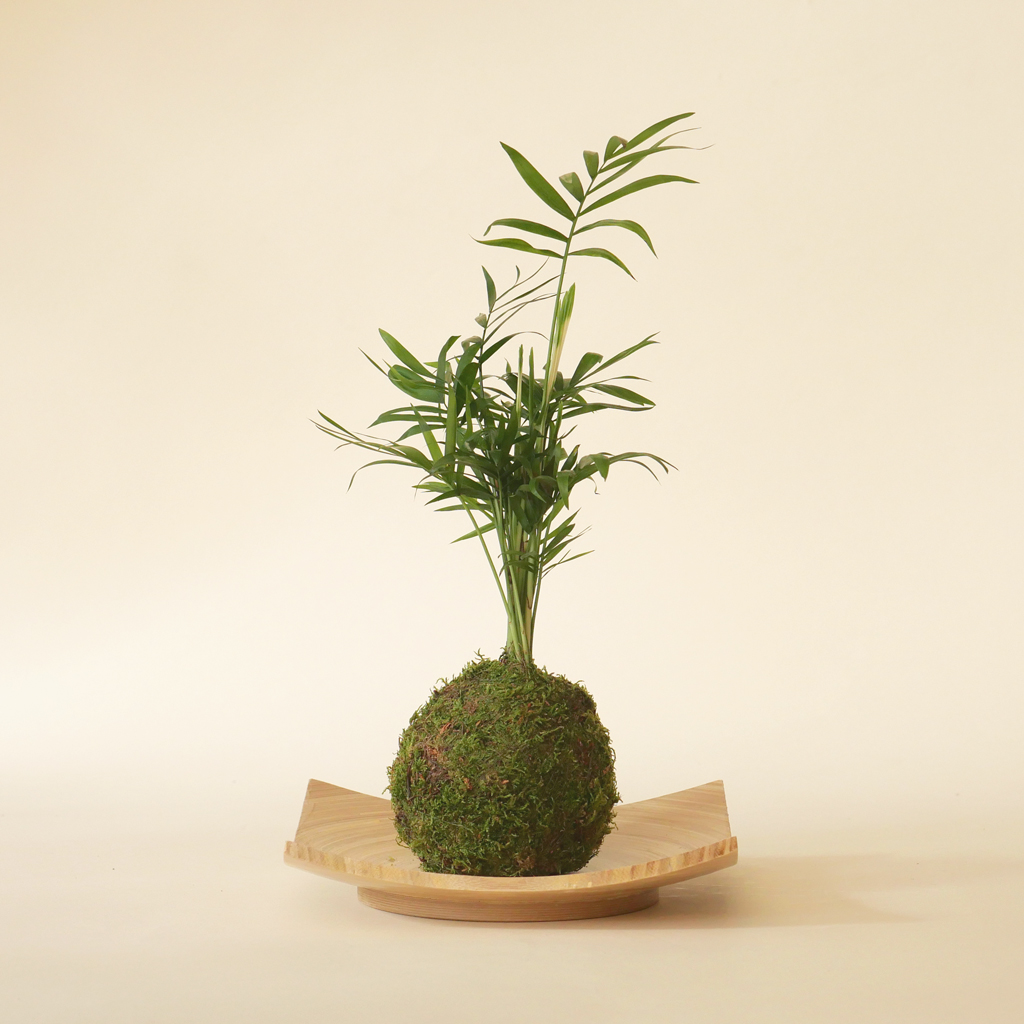 Moss Care Guide  Moss Kokedama Plant Care – Tranquil Plants