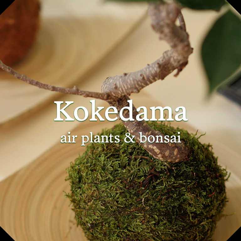 Kokedama air plants & bonsai