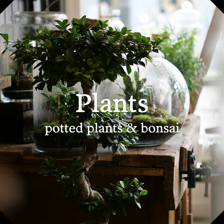 Potted plants & bonsai