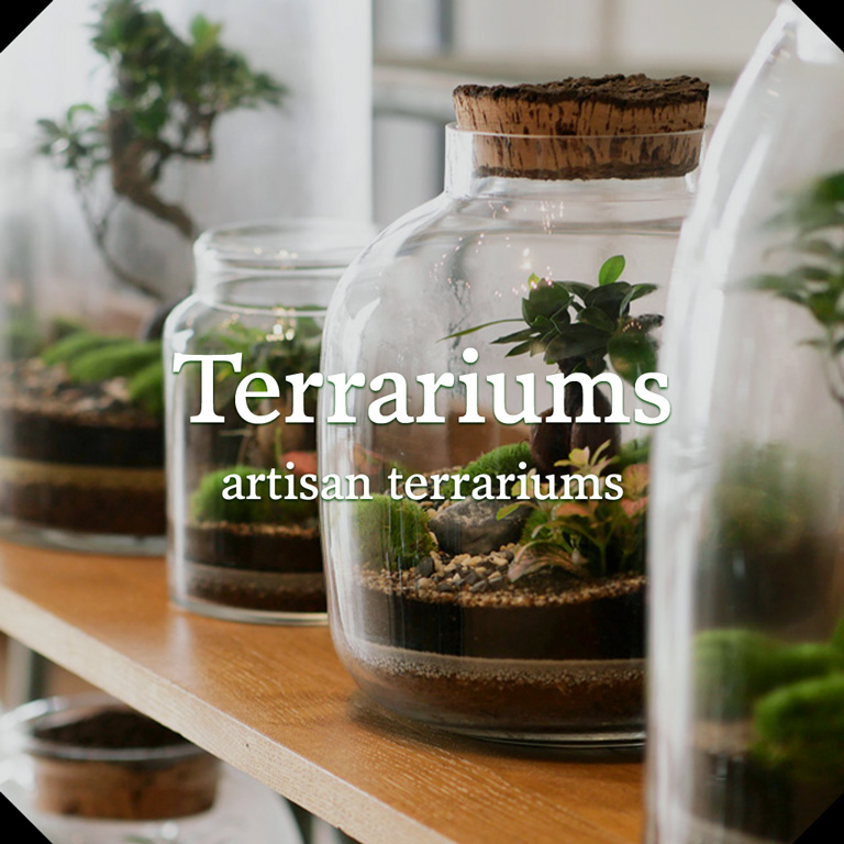 Artisan terrariums