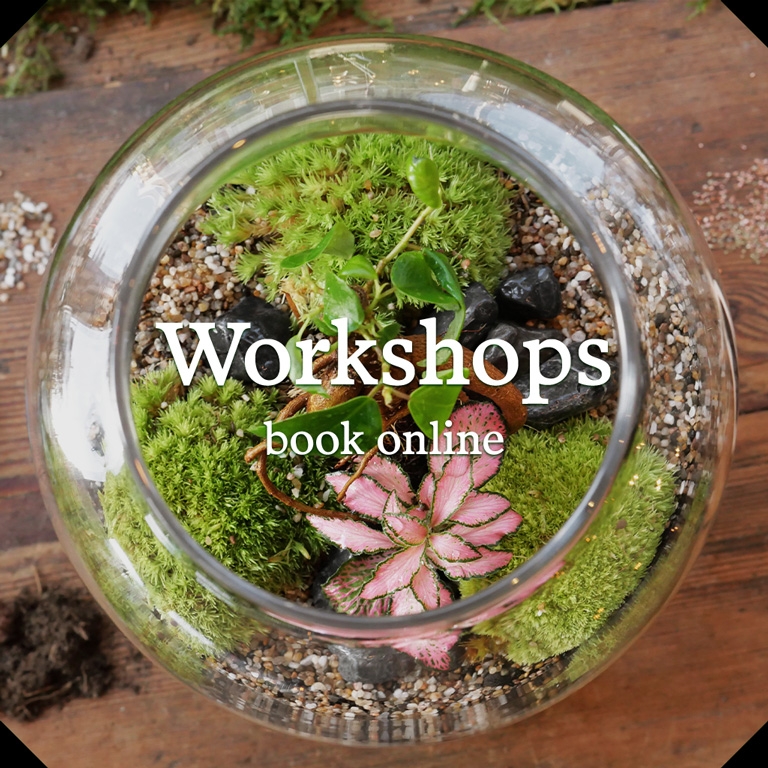 Book Terrarium-Making Workshops online