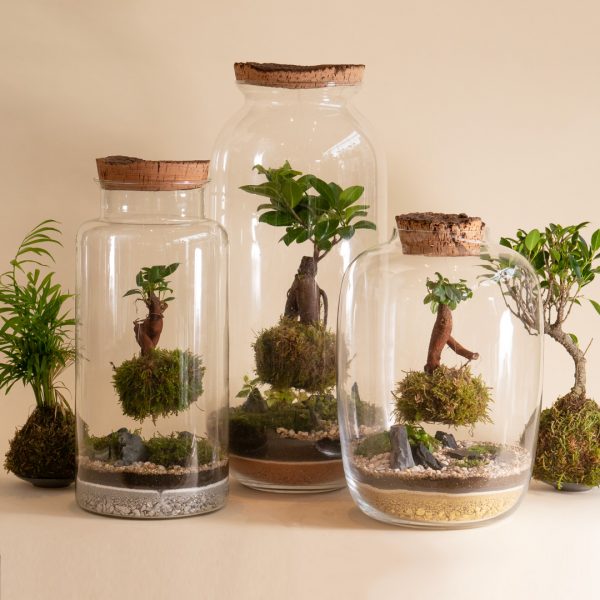 IV_family_Wf1080sq-kokedama