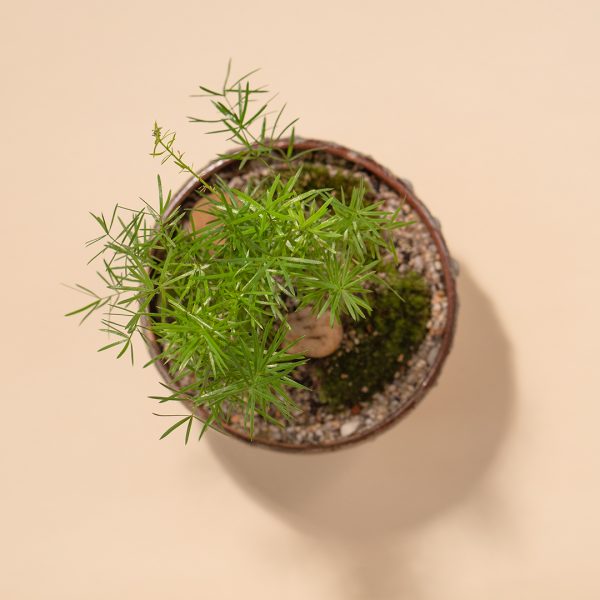 IV_keysets_Wf1080sq-Acorn-2