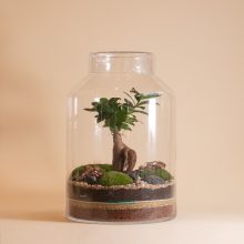 Baobab