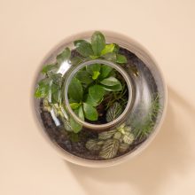 IV_keysets_Wf1080sq-JungleS-2