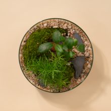 IV_keysets_Wf1080sq-JurassicL-2