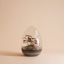 Jurassic (Fittonia)