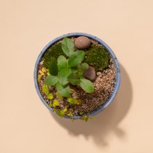 IV_keysets_Wf1080sq-Seed-2