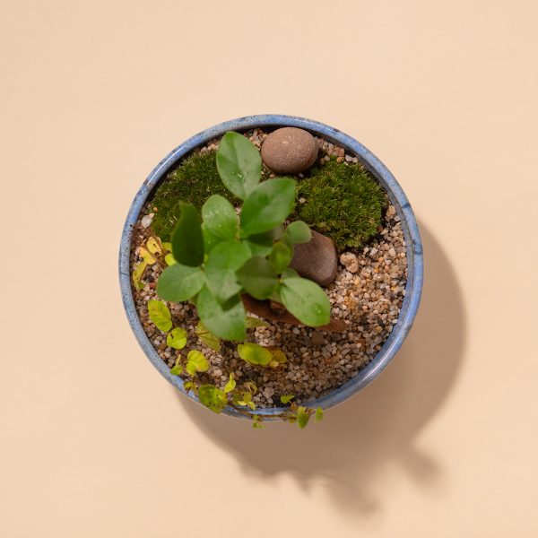 IV_keysets_Wf1080sq-Seed-2