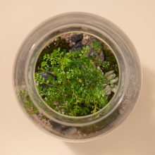 IV_keysets_Wf1080sq-Skylark-2