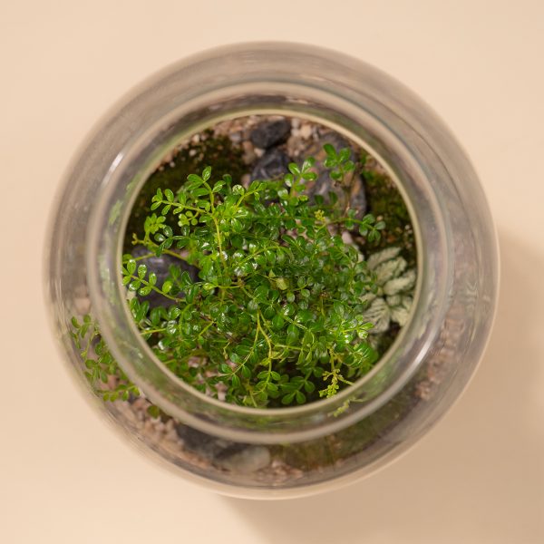 IV_keysets_Wf1080sq-Skylark-2