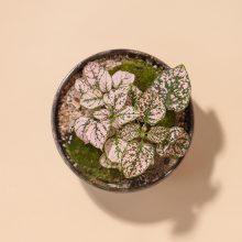 IV_keysets_Wf1080sq-Soil-2