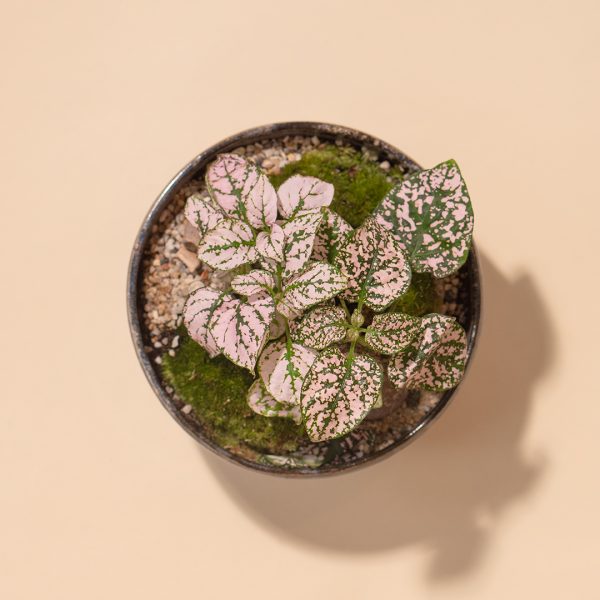 IV_keysets_Wf1080sq-Soil-2