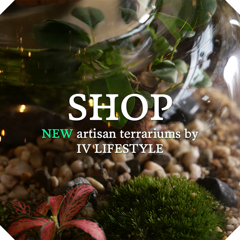 Shop new artisan terrariums by IV LIFESTYLE at Four Store